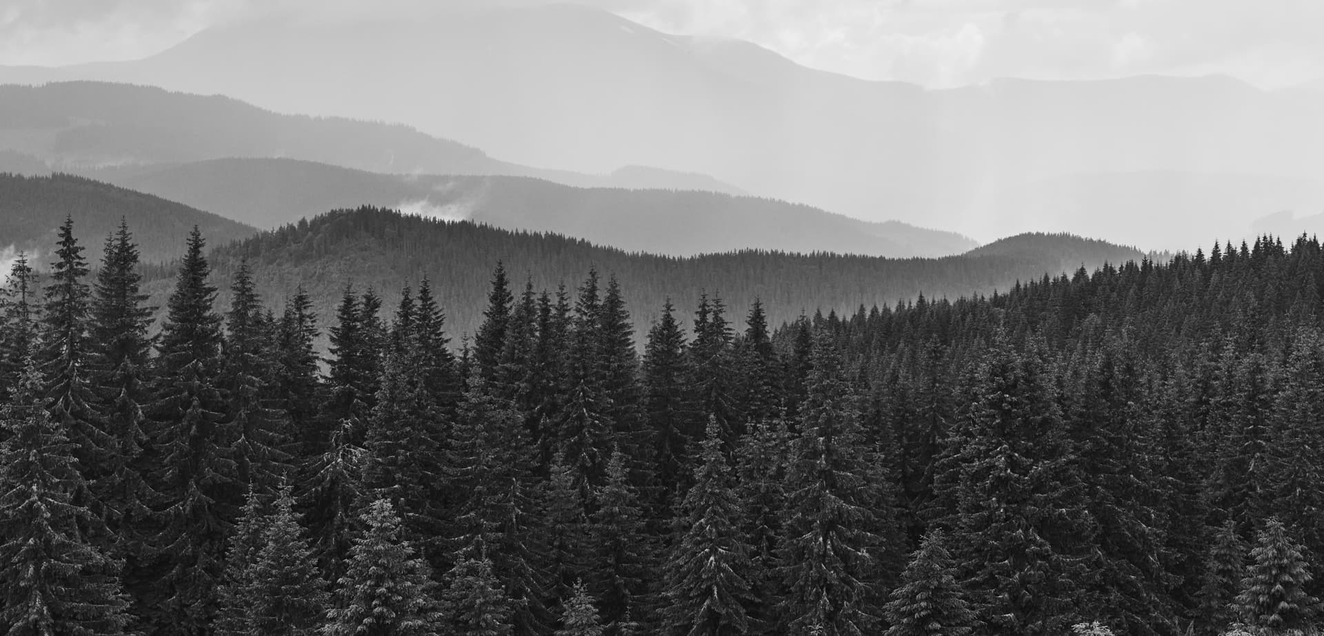 Scenic pines mountain landscape